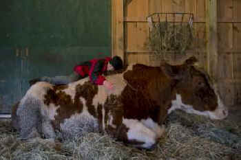 dairy cows