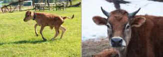 dairy calf