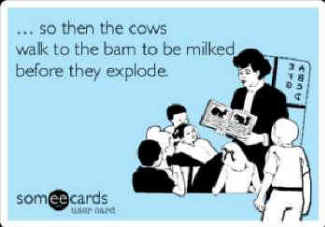 dairy cows