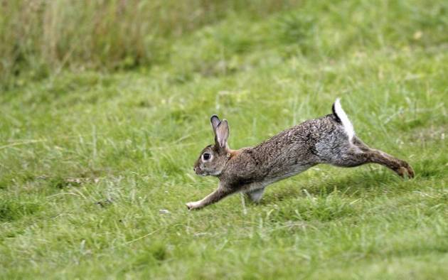 wild rabbit