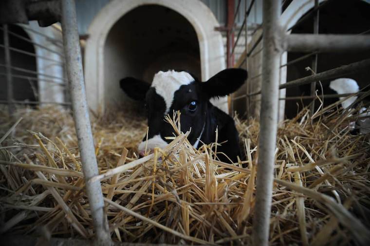 Calf