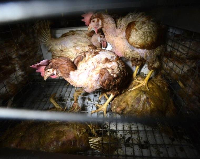 caged hens
