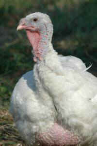 bird flu