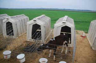 female calves