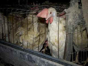 motherless hen