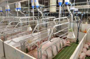 gestation crates