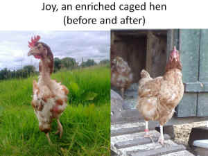 enriched cage battery hen eggs