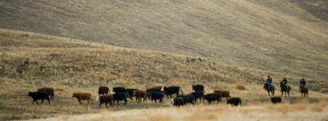 welfare cattle ranchers