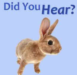 rabbit meat
