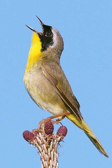 Common Yellowthroat