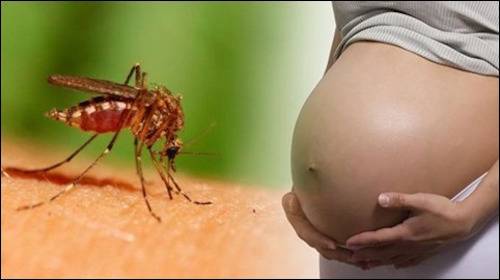 zika and pregnancy