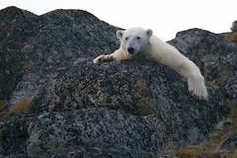 Polar Bear