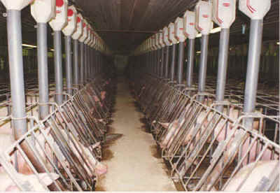 pig gestation