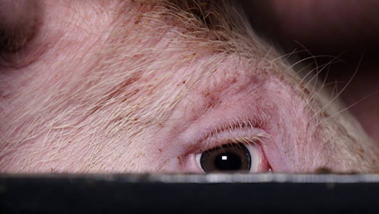 pig's eye