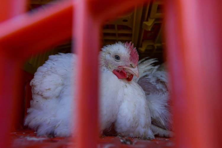 chick awaiting slaughter