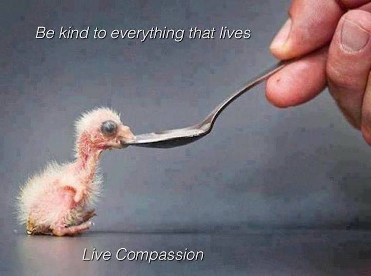 live compassion