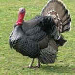turkeys bird flu