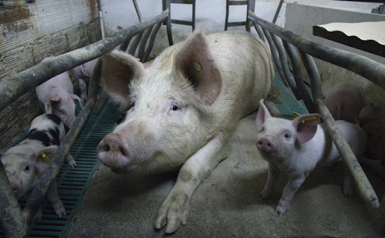 confined pig and piglets