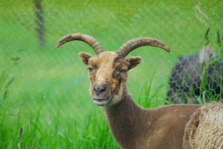 Yoshoda rescued goat
