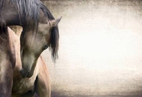 wild horses
