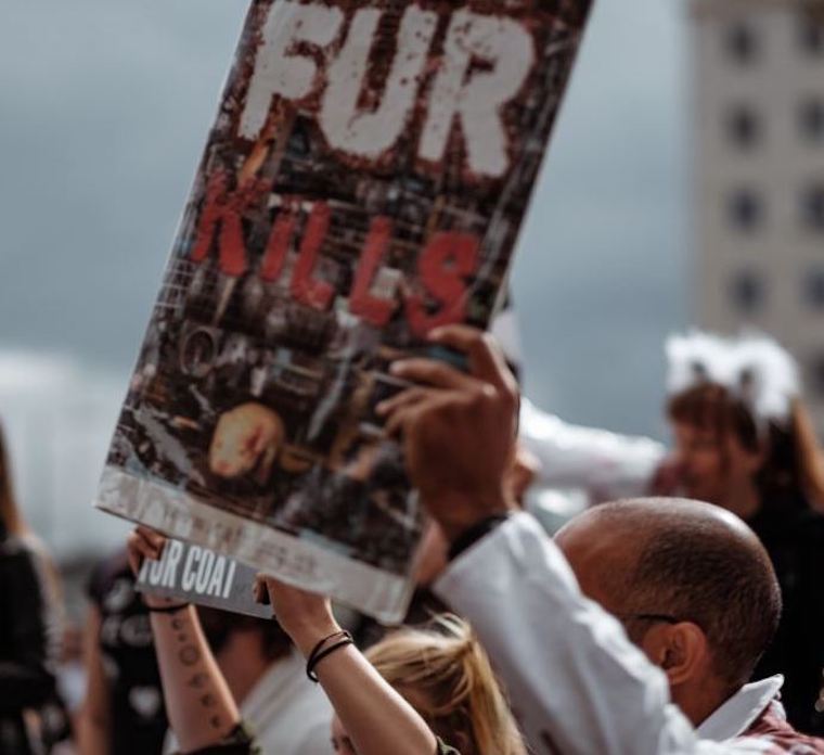Fur Kills
