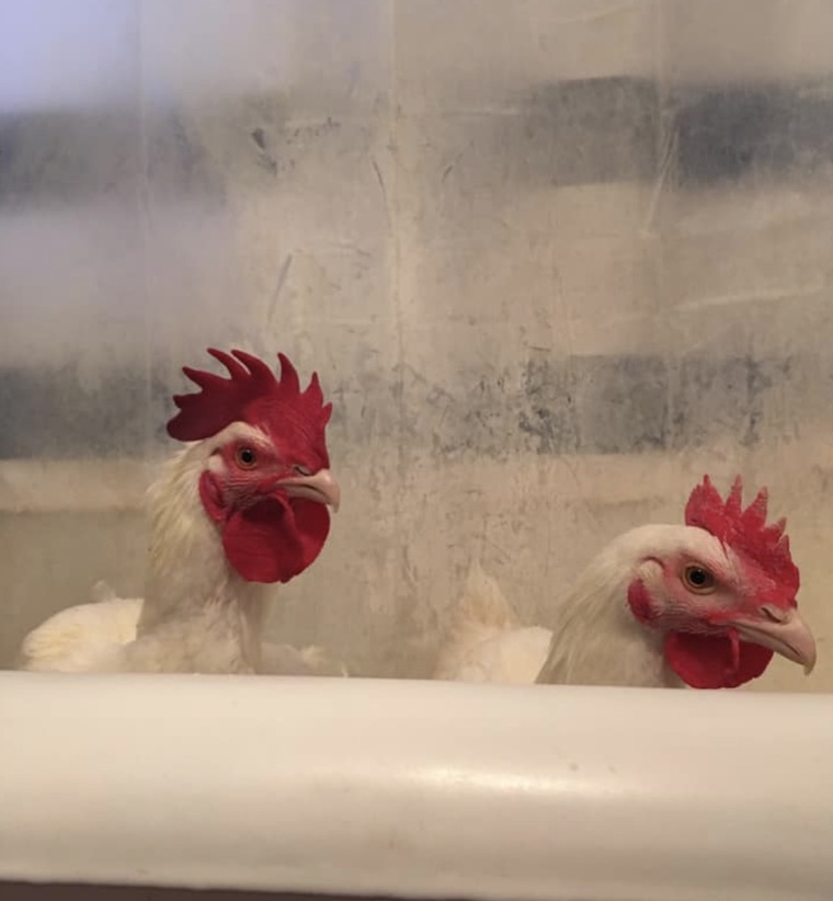 happy Chickens