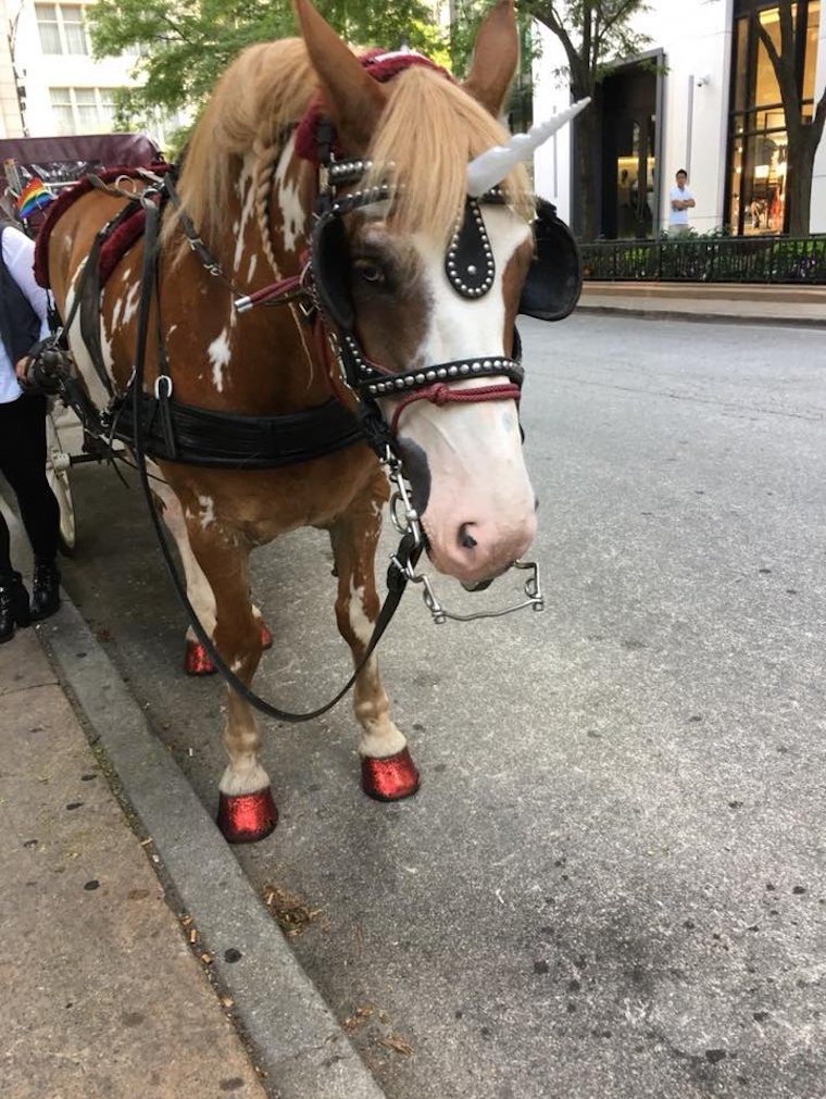 carriage Horse