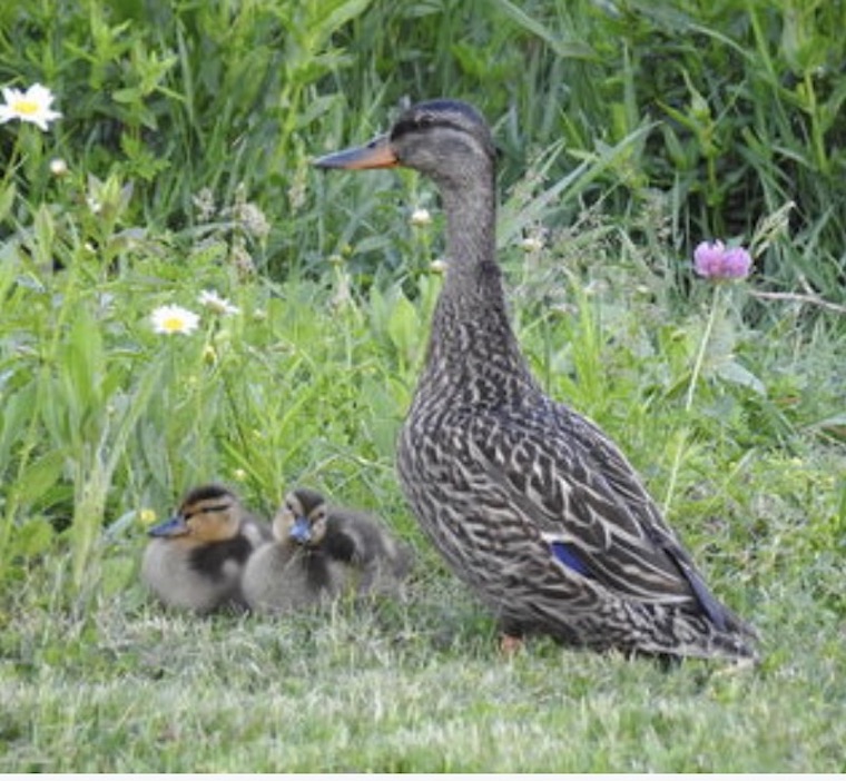 Duck Ducklings