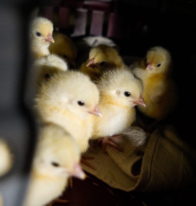 rescued Chicks