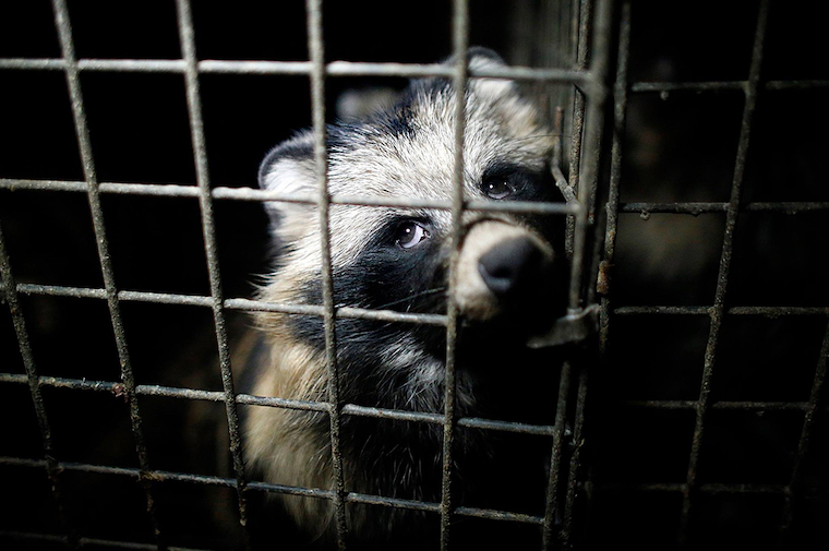 Fur cruelty