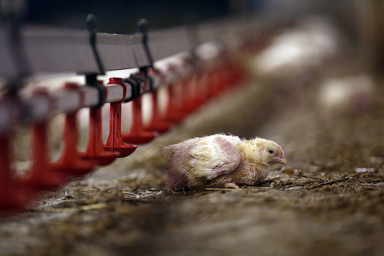 dying Chick