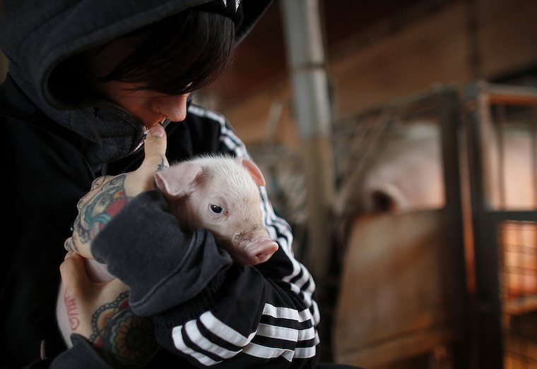rescued Piglet