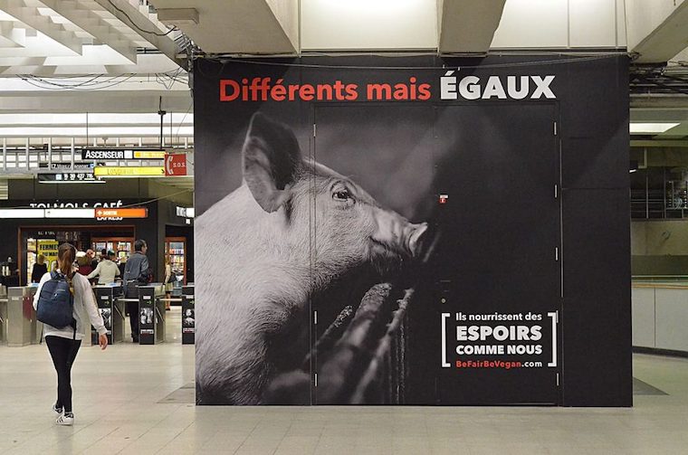 Pig billboard