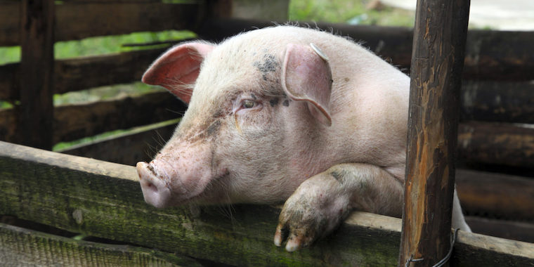 Pig