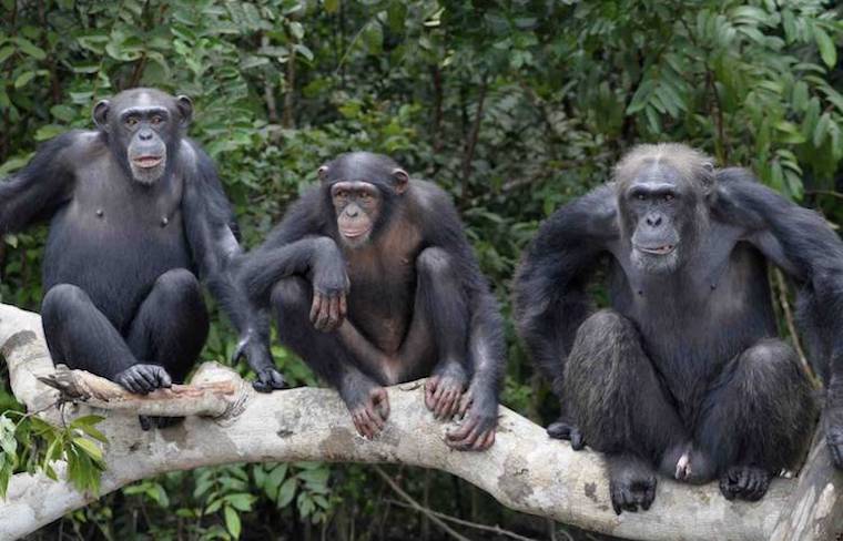 Chimps