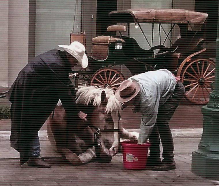 fallen carriage horse