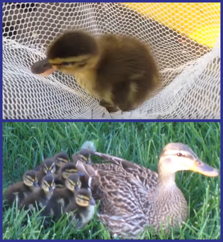 rescued ducklings