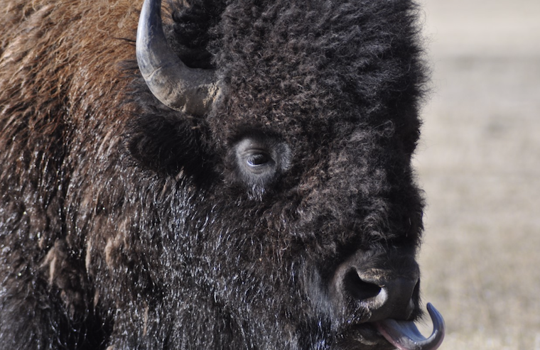 Buffalo