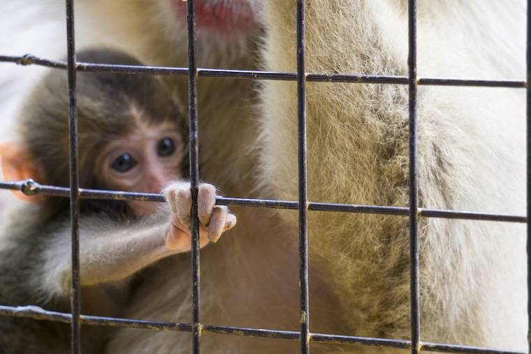 Caged baby Monkey