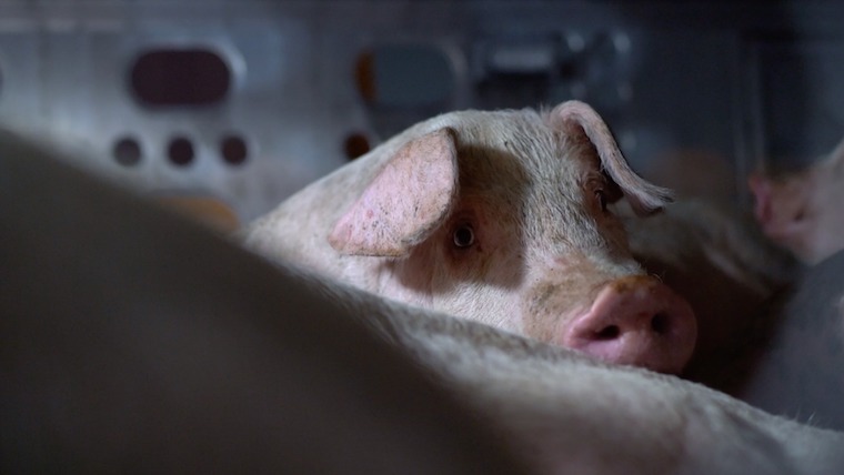 Pig truck