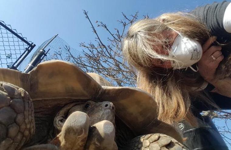 Founders of American Tortoise Rescue continue to advocate, rescue  tortoises, turtles