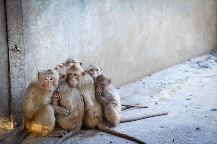 Laos Monkeys