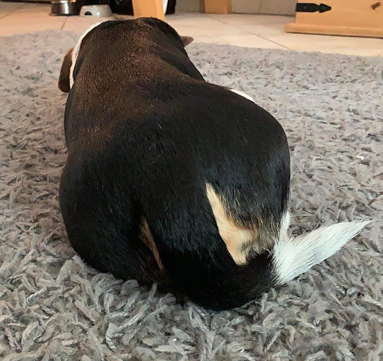 Dog butt