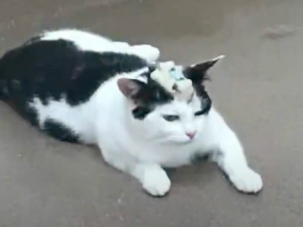 vivisected Cat Artemis