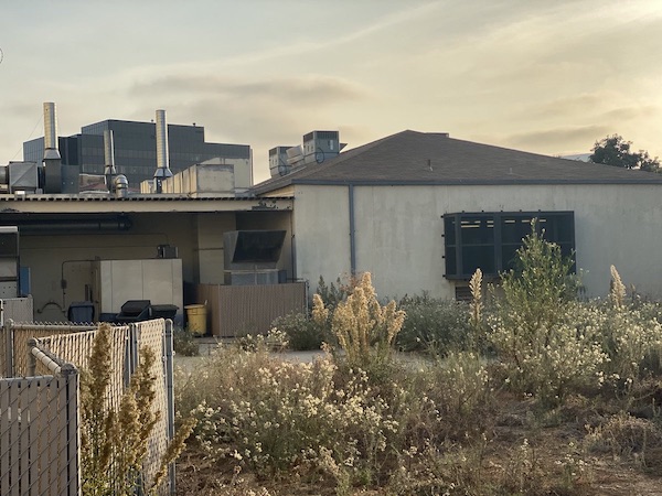 kitten experimentation VA