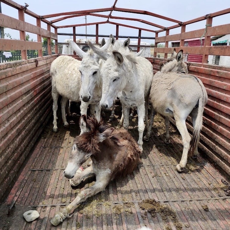rescued Donkeys