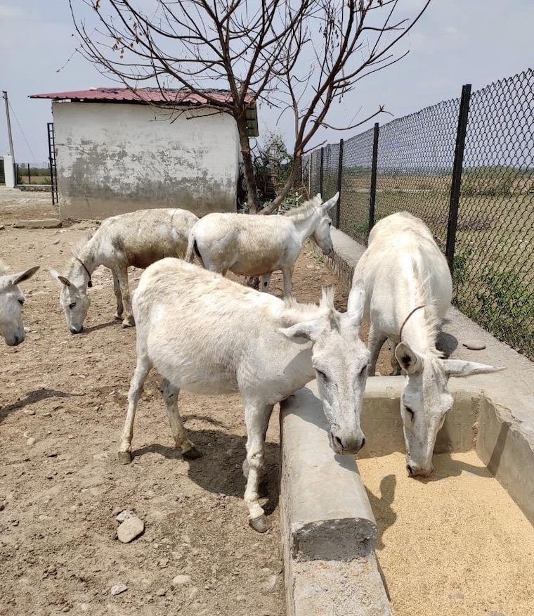 rescued Donkeys