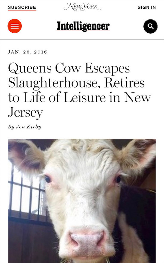 Cow escapes