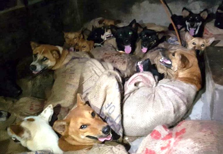 Dog meat trade