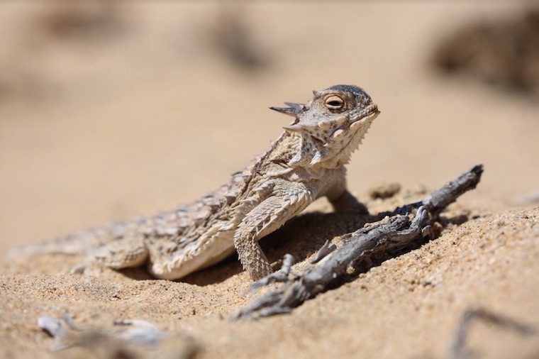 Horned Lizard